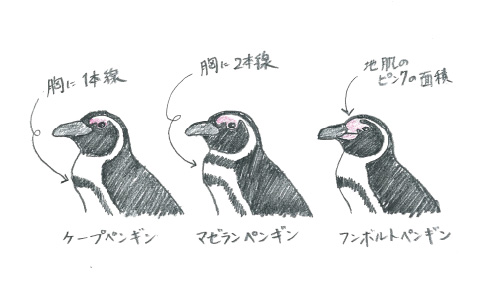 デザイナー直筆 3種のペンギン